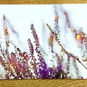 Postkarte Heideleuchten (art+nature) B6