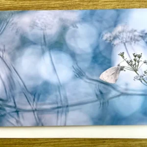 Briefkarte Sommernachtstraum (Magda Wasiczek)