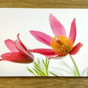 Postkarte Rote Küchen-Kuhschelle (art+nature) B6