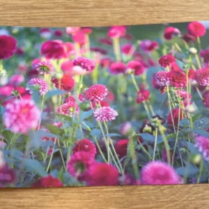 Postkarte Dahliengarten (art+nature) B6